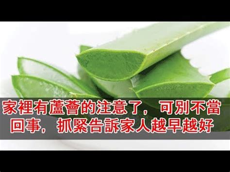 蘆薈陽台風水|陽台上種蘆薈影響風水嗎